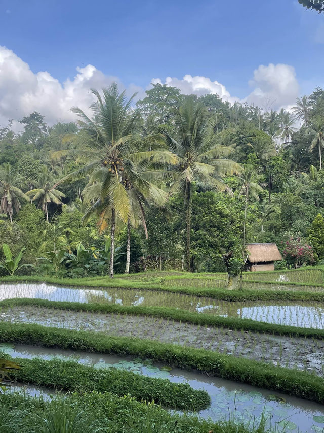 【バリ島】ウブドにある5つ星のホテル🌴1泊3万円〜