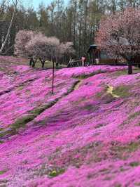 北海道最推薦的芝櫻公園💐