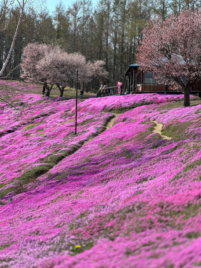 北海道最推薦的芝櫻公園💐