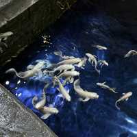 Amazing Experience at COEX Aquarium!