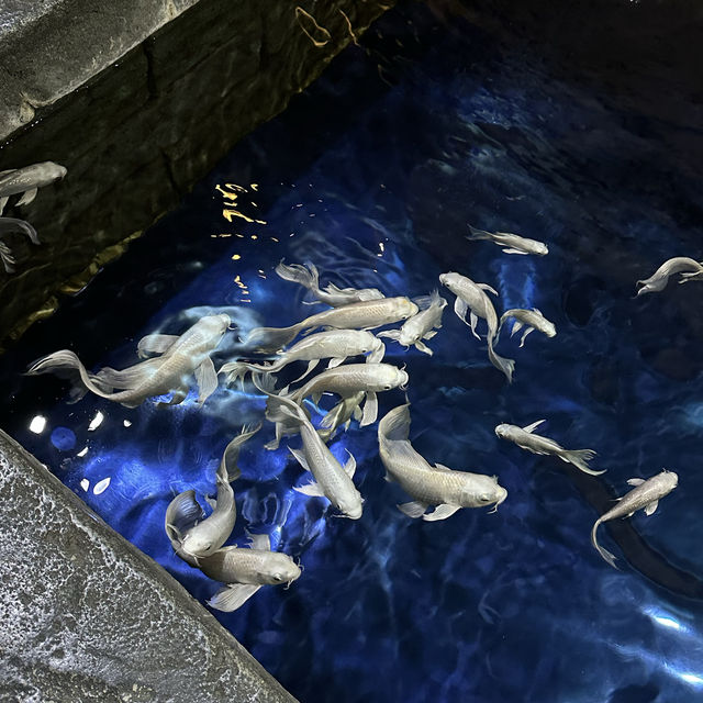 Amazing Experience at COEX Aquarium!