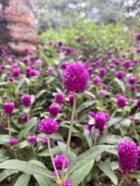 🌷元朗公園🌷繁花盛宴✨