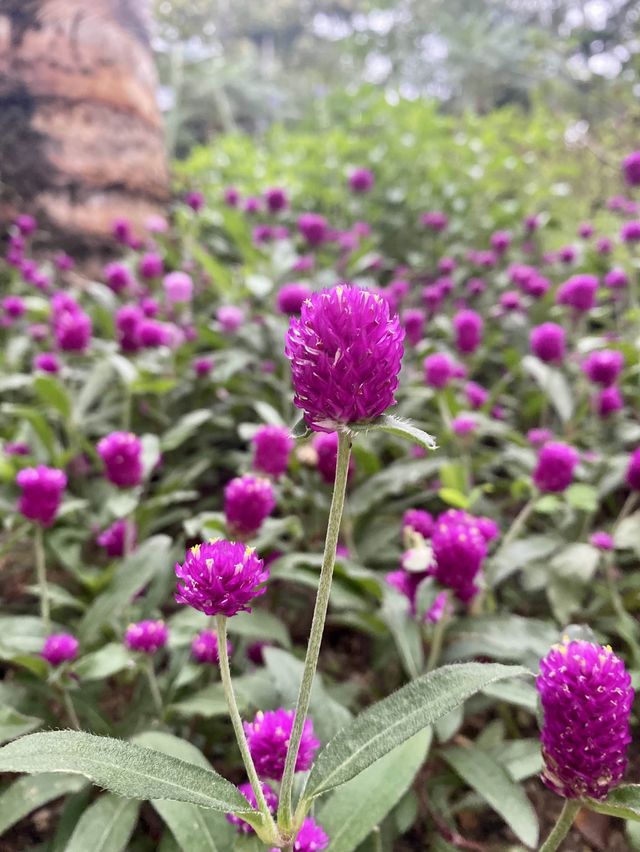 🌷元朗公園🌷繁花盛宴✨