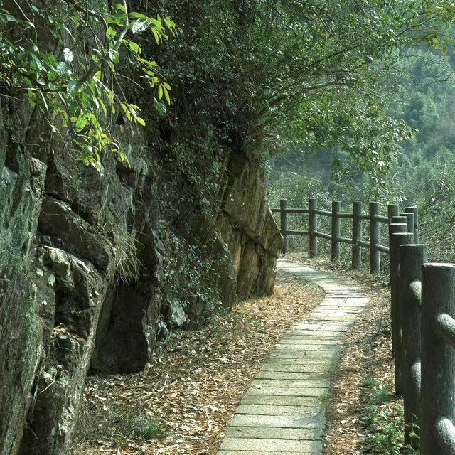 「星湖竹林：春天好去處，攝影愛好者的天堂」