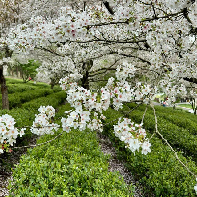 「2024春天好去處」- 花海夢幻風景，放鬆舒適的戶外遊憩