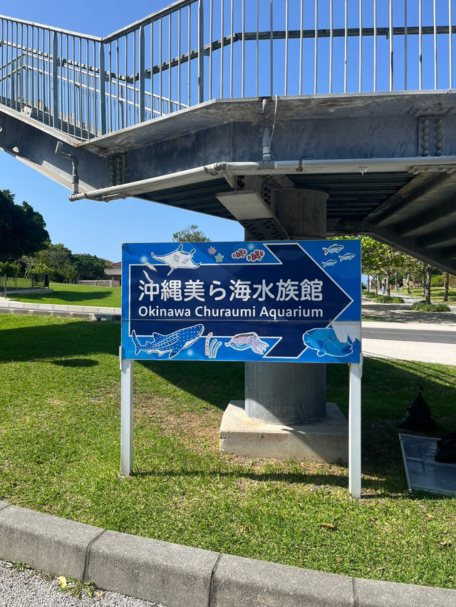 세계에서 가장 큰 수족관 중 하나인 추라우미 수족관 in 오키나와