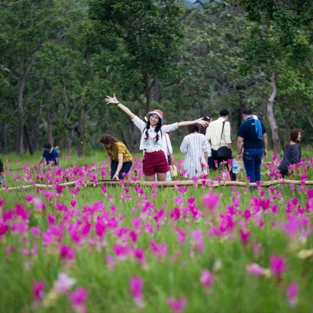 ดอกกระเจียวที่ไทรทอง