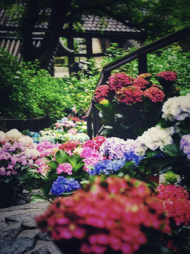一見の価値あり❣️圧巻のあじさい階段🤗💠💐@奈良・長谷寺 一見の価値あり❣️圧巻のあじさい階段🤗💠💐@奈良・長谷寺