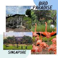 A Colorful Adventure at Bird Paradise Singapore