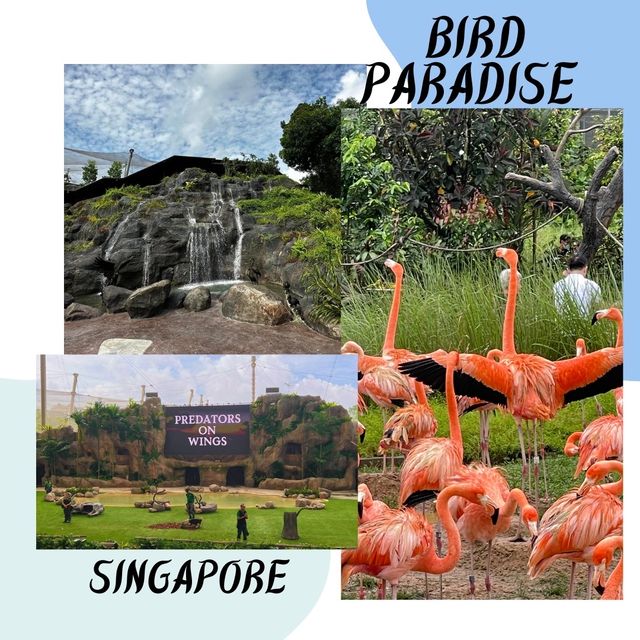 A Colorful Adventure at Bird Paradise Singapore