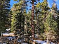 👣 Day Hike at Mt San Jacinto Park 