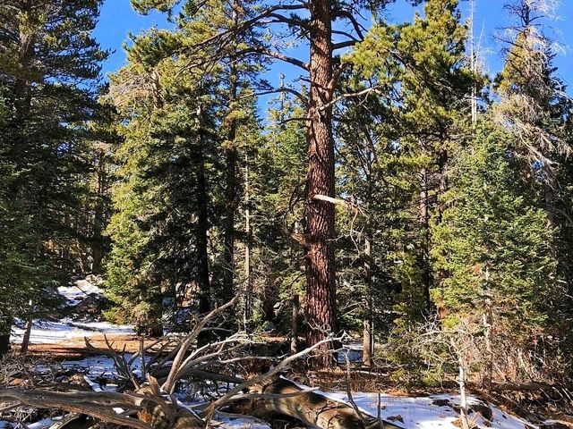 👣 Day Hike at Mt San Jacinto Park 