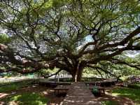 Testament of Nature’s Beauty: Monkey Pod Tree, Kanchanaburi 🇹🇭