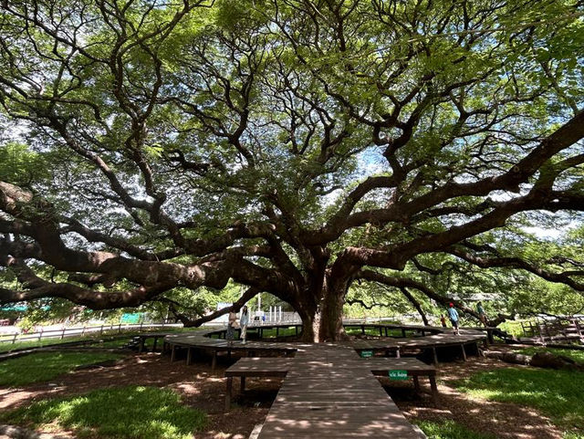 Testament of Nature’s Beauty: Monkey Pod Tree, Kanchanaburi 🇹🇭