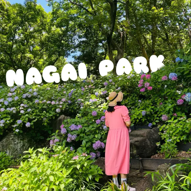 在大阪長居公園欣賞繡球花