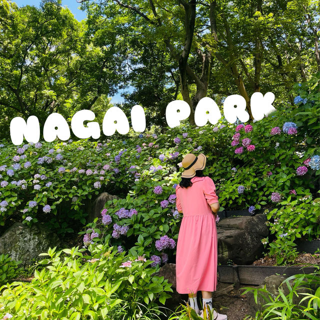 ชมไฮเดรนเยียที่Nagai Park โอซาก้า