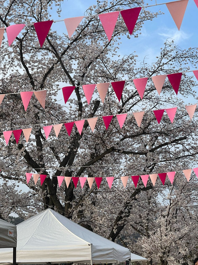 벚꽃맛집 안동 월영교🌸🌙