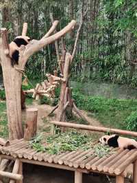 판다러버들 무조건 고! 에버랜드 판다월드🐼