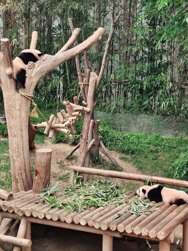 판다러버들 무조건 고! 에버랜드 판다월드🐼