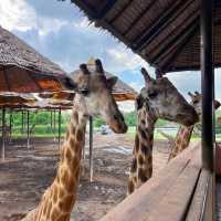 「九州自然動物園」：近距離觀賞動物自在生存，非洲草原體驗