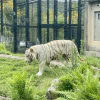 平川動物園-温泉、美景、可愛的動物，三者兼得