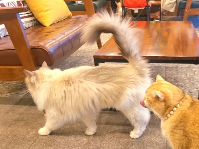 하남 고양이 카페: ☕️냥이툰😸
