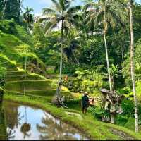 Discovering Bali: A Journey of a Lifetime