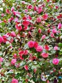 〜東京都〜洋館と薔薇が絶景！旧古河庭園