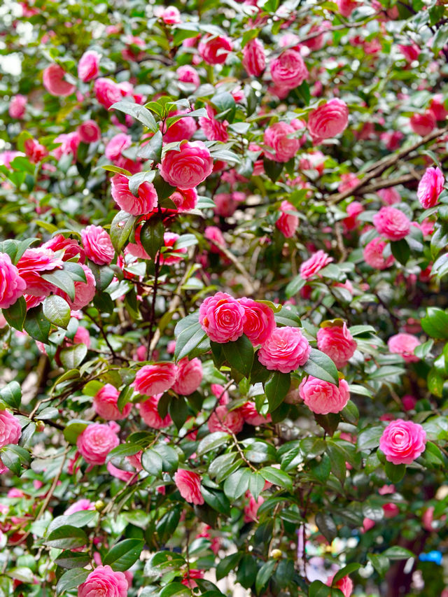 〜東京都〜洋館と薔薇が絶景！旧古河庭園