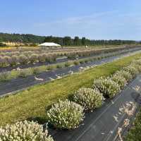 Ferny Hill Farm：田園夢境，鄉村視覺與心靈的淨土