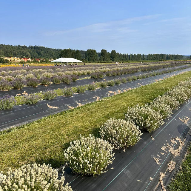Ferny Hill Farm：田園夢境，鄉村視覺與心靈的淨土