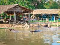 รีวิว หมู่บ้านอนุรักษ์ควายไทย 🐃 (สุพรรณบุรี)