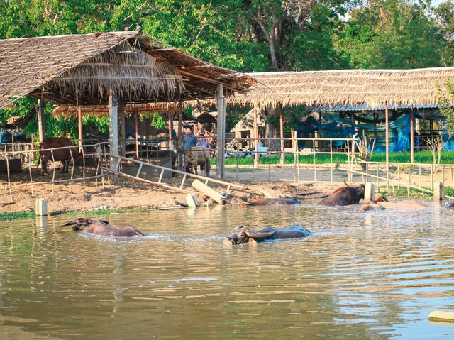 รีวิว หมู่บ้านอนุรักษ์ควายไทย 🐃 (สุพรรณบุรี)