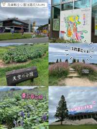 兵庫縣立公園淡路花SAJIKI‼️免費🆓賞花好地方🤩大片薰衣草花田