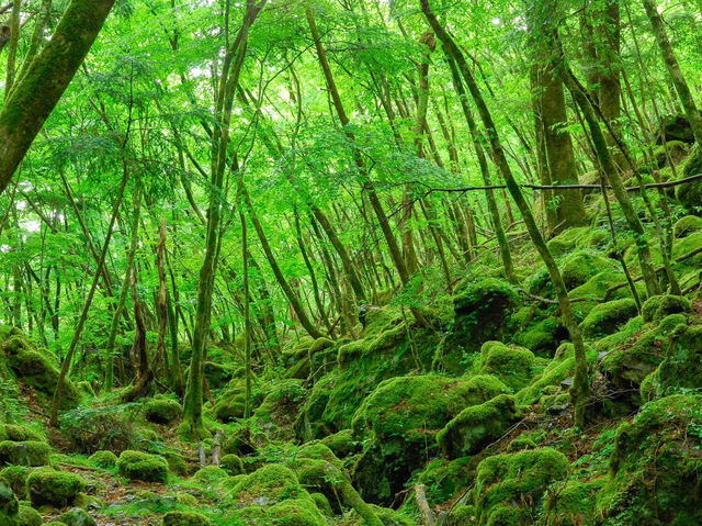 山犬嶽