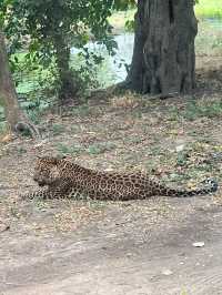 泰國北碧府野生動物園