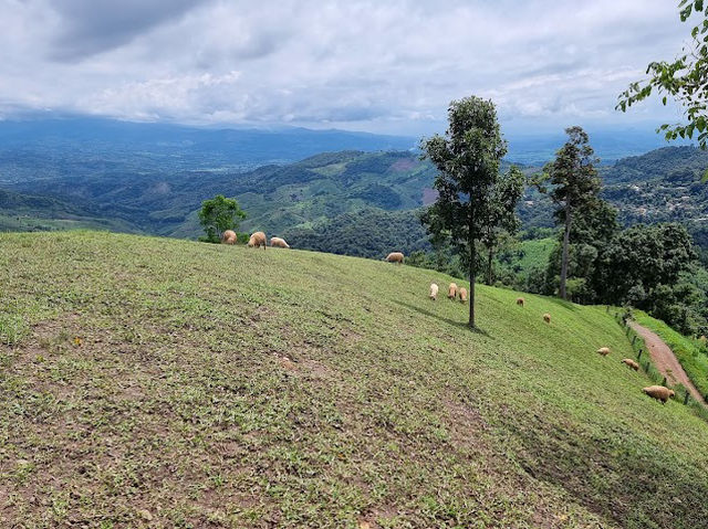 🌳Akha Farmville 