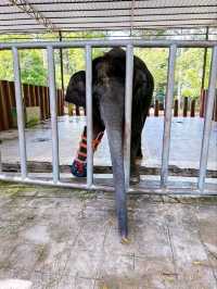 Save the Elephants at Kuala Gandah National Elephant Conservation Centre
