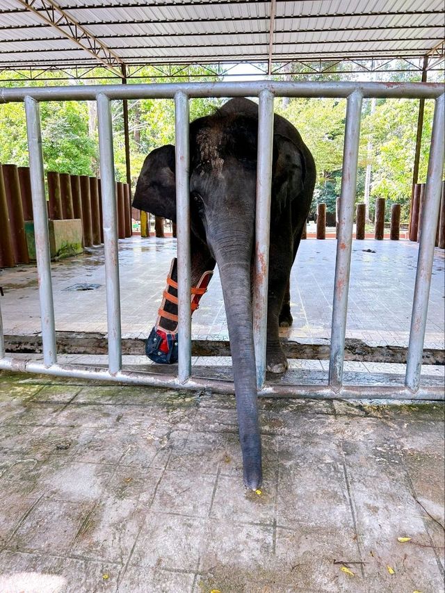 Save the Elephants at Kuala Gandah National Elephant Conservation Centre