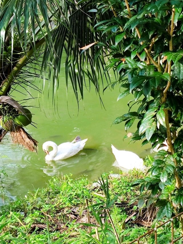 A Fun Day of Animal Encounters at Bentong Farm