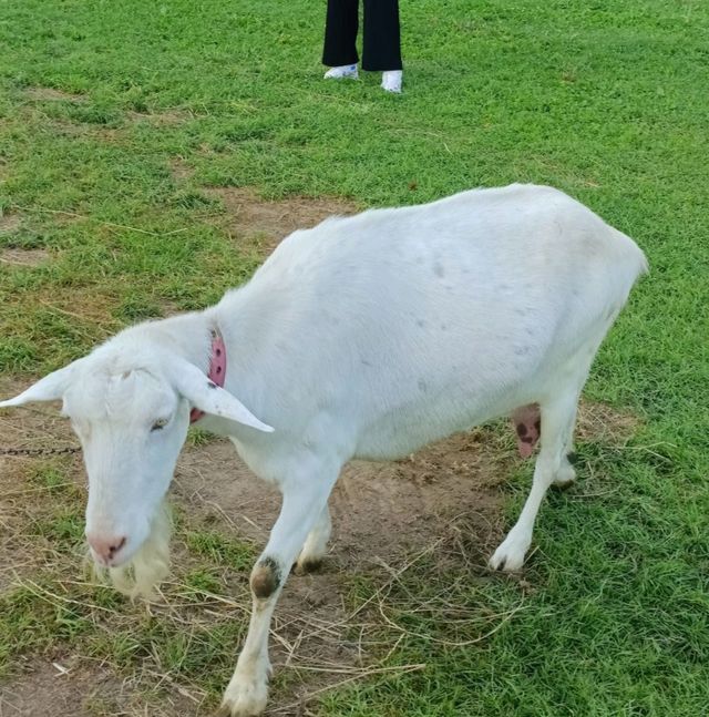 Lake Hill Farm 