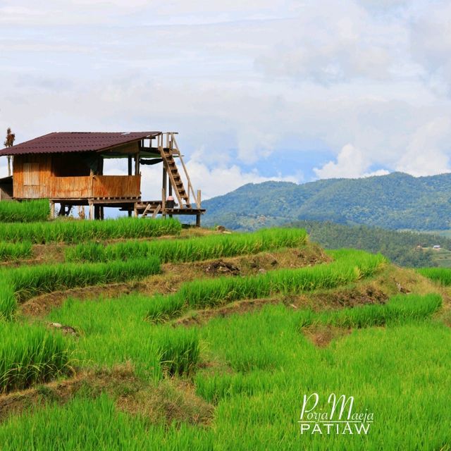 นาขั้นบันได บ้านป่างเปียง เชียงใหม่