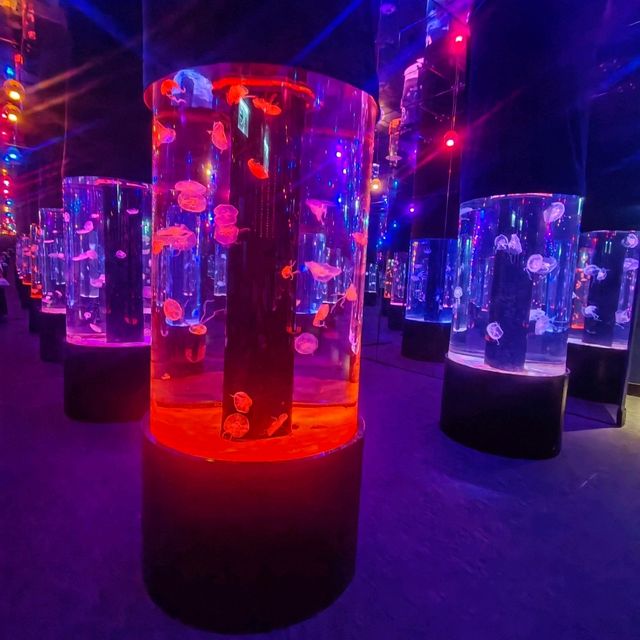 荃灣市中心浩海立方探遊館探索不同生物