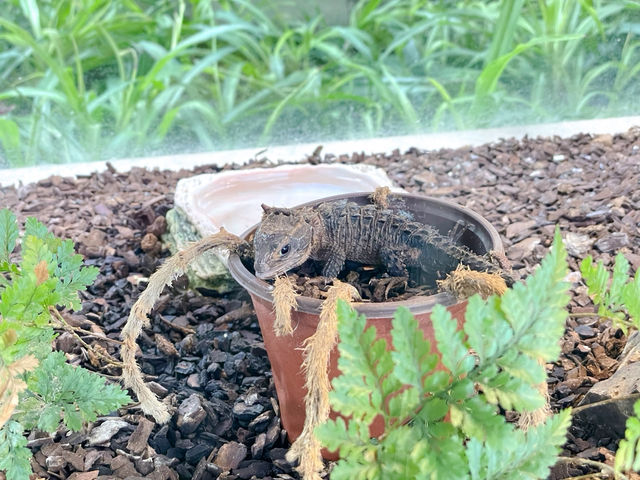 เดินเล่นพิพิธภัณฑ์ประวัติศาสตร์ธรรมชาติเซี่ยงไฮ้🦕