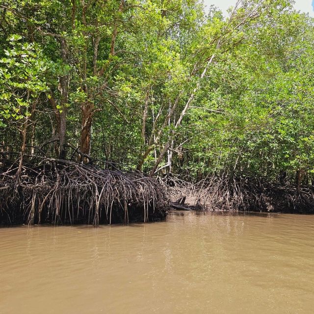 A wander to nature, Mangrove River at Kilim Geoforest Park