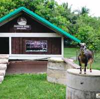 Pagoda Hill Cafe' and Resort
