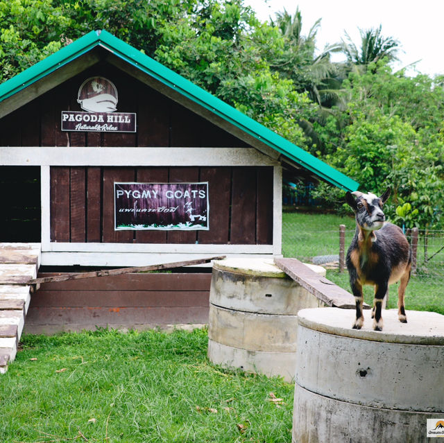 Pagoda Hill Cafe' and Resort