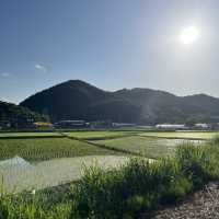 A Perfect Day Trip from Seoul: Alpaca World, Nami Island, and Gangchon Rail Park