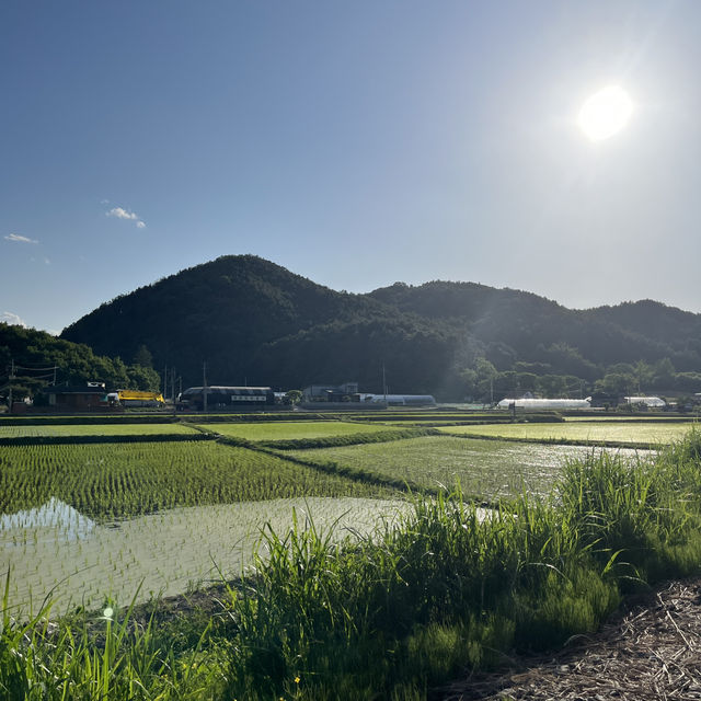 A Perfect Day Trip from Seoul: Alpaca World, Nami Island, and Gangchon Rail Park