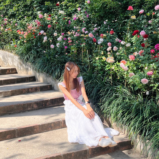 คาเฟ่ที่มีดอกกุหลาบสวยที่สุดในเชียงใหม่ 🪟🌹